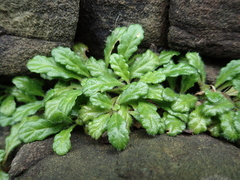 Ajuga pygmaea