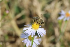 Apis mellifera