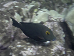 Ctenochaetus strigosus