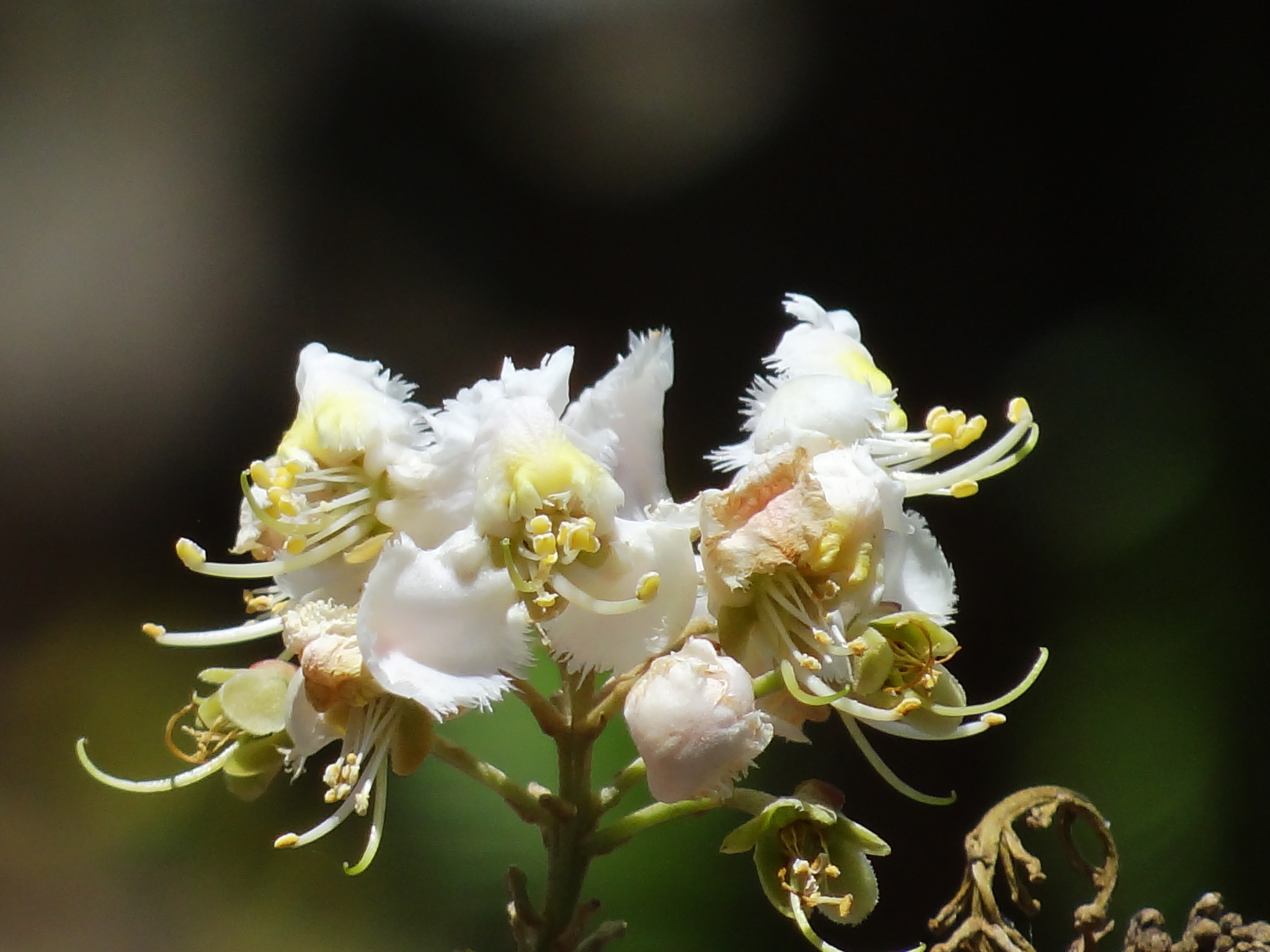 Hiptage benghalensis