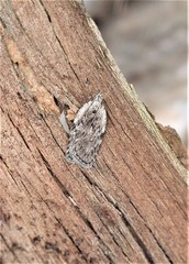 Phaeosaces compsotypa