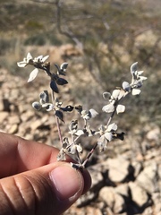 Tidestromia suffruticosa