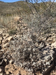Tidestromia suffruticosa