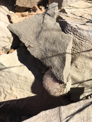 Mammillaria lasiacantha