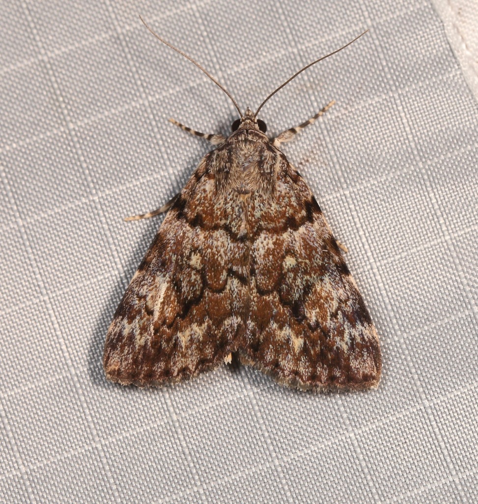 Girlfriend and Little Lined Underwings