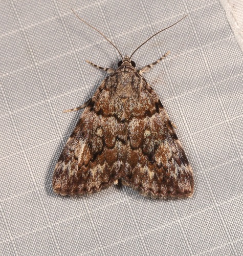 Catocala amica