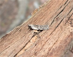 Phaeosaces compsotypa