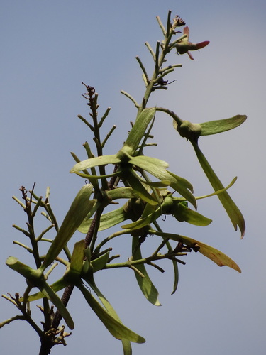 Hiptage benghalensis