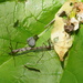 Gynoplistia subfasciata - Photo (c) Uwe Schneehagen, some rights reserved (CC BY-SA), uploaded by Uwe Schneehagen