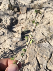 Fendlerella utahensis