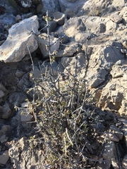 Fendlerella utahensis