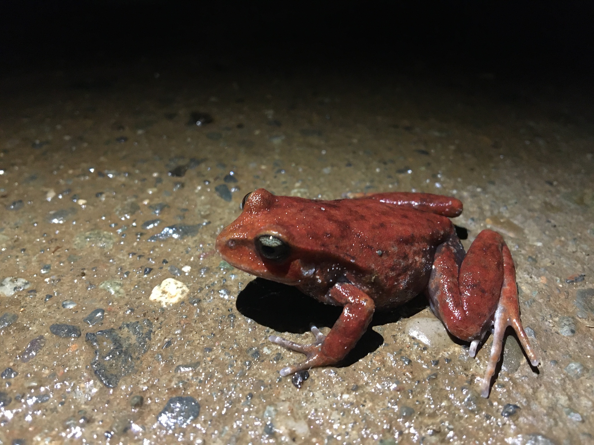 Eupsophus altor Nuñez, Rabanal & Formas, 2012