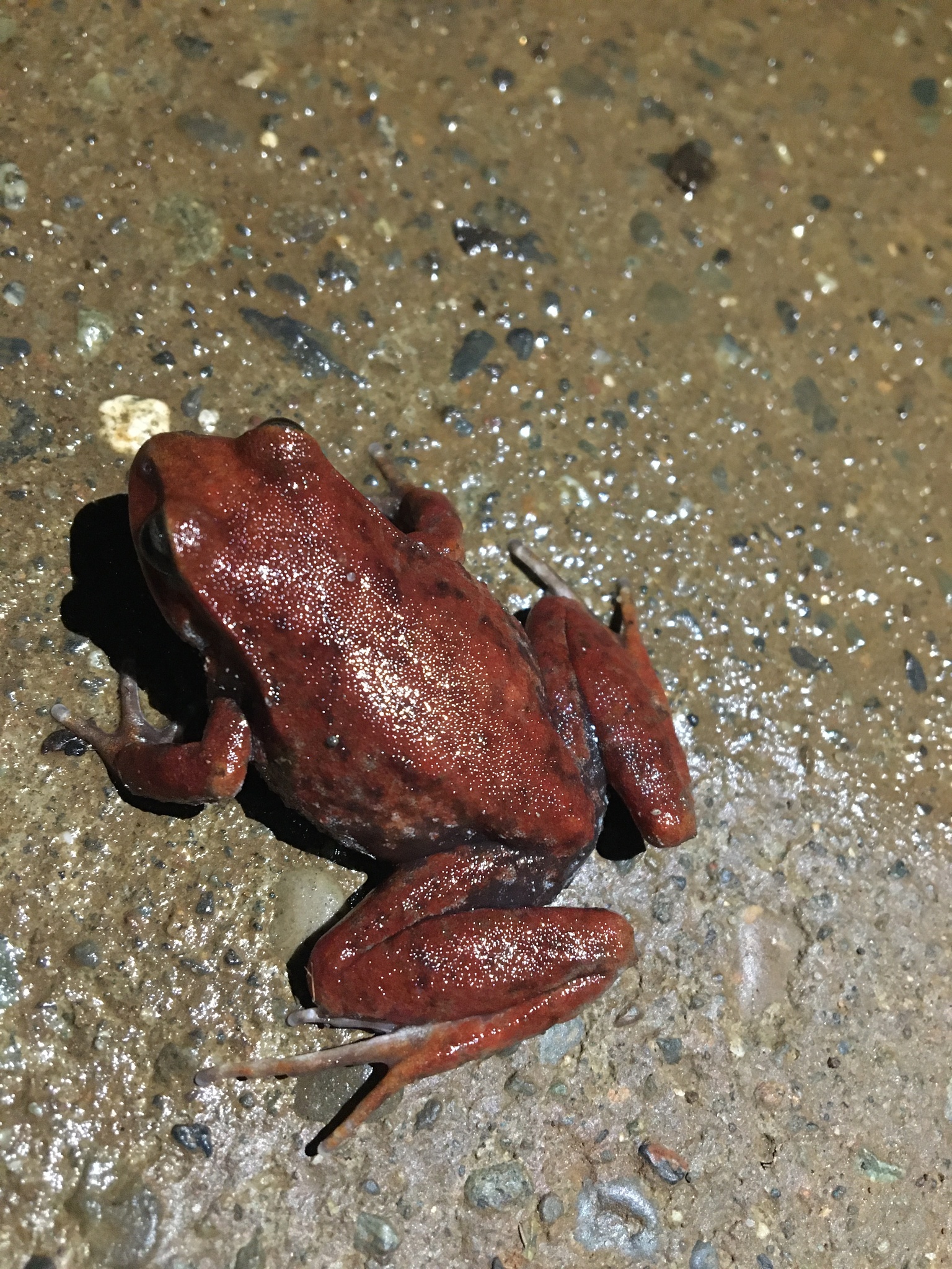 Eupsophus altor Nuñez, Rabanal & Formas, 2012