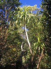 Pleomele aurea