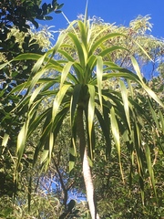 Pleomele aurea