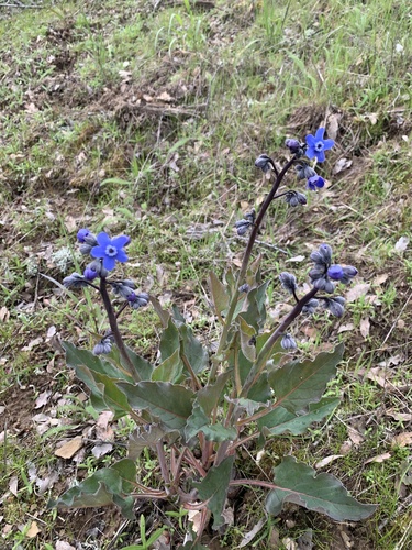 iNaturalist observation photo of Pacific hound's tongue