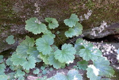 Heuchera missouriensis