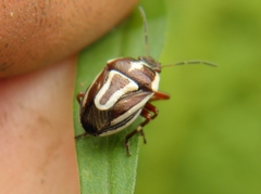 Perillus circumcinctus