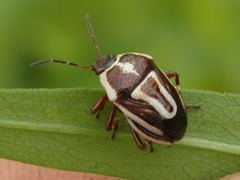 Perillus circumcinctus