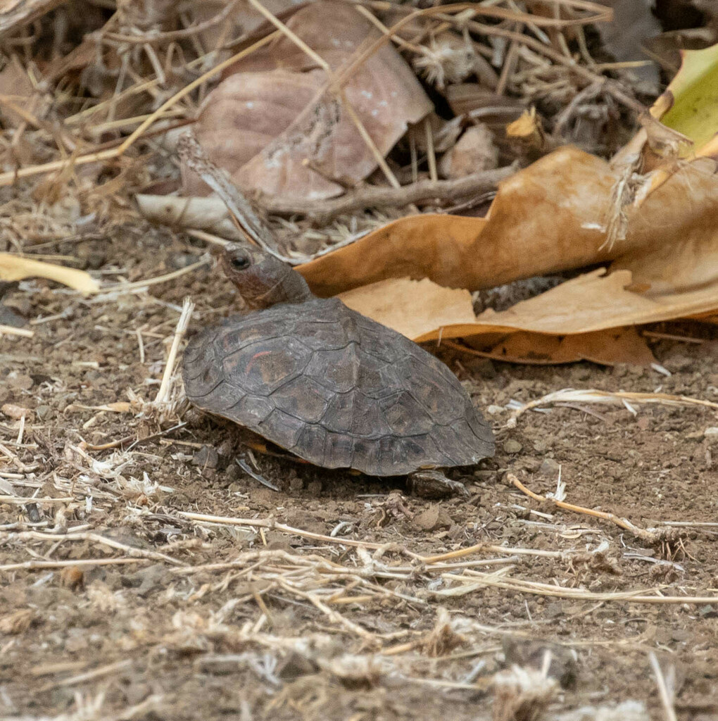 Painted Wood Turtle from Guanacaste Province, Costa Rica on May 16