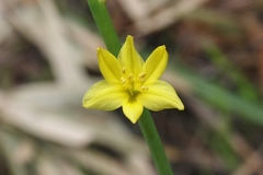 Bulbine glauca