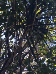 Pleomele aurea