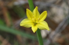 Bulbine glauca