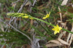Bulbine glauca