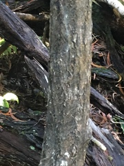 Pleomele aurea