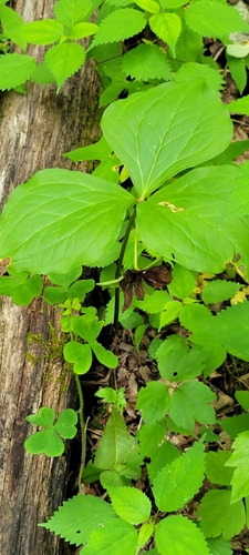 Image of Trillium vaseyi by (c) Jennifer Harris, some rights reserved (CC BY)