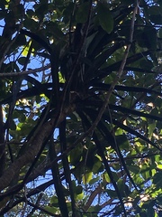 Pleomele aurea