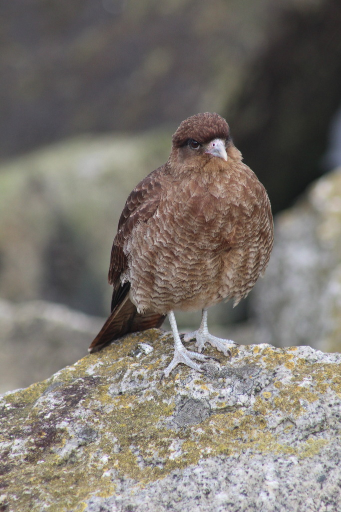 Chimango Caracara