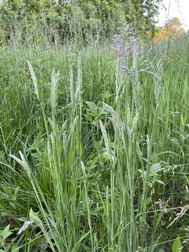 Holcus lanatus iNat (3)