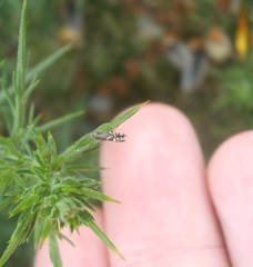Glyphipterix simpliciella