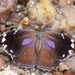 Mariposa Bufón de Alas Azules de Baja - Photo (c) tehagl, algunos derechos reservados (CC BY-NC)