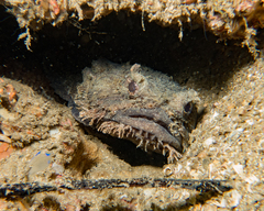 Batrachomoeus dubius