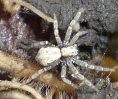 Philodromus marxi