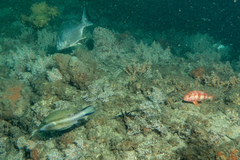 Canthigaster callisterna