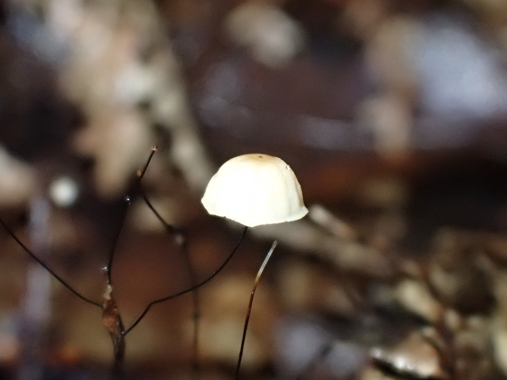 Pseudomarasmius efibulatus