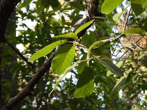 Quercus mexiae