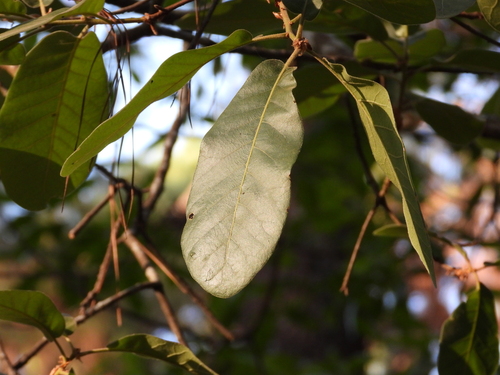 Quercus mexiae