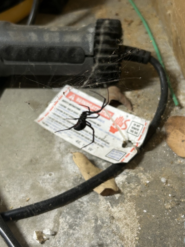 Western Black Widow from Montecito Rd, Ramona, CA, US on May 21, 2023 ...