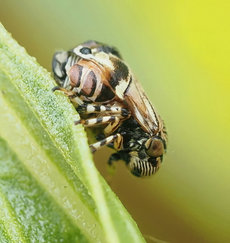 iNaturalist observation photo of Clastoptera lineatocollis