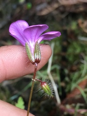 Geranium yeoi