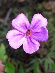 Geranium yeoi