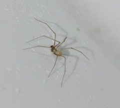 Spermophora senoculata