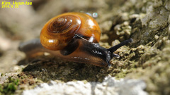 Bekkochlamys