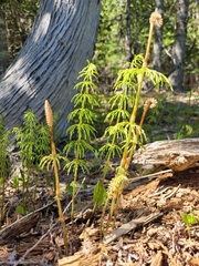 Equisetum sylvaticum image