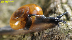 Bekkochlamys
