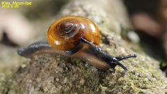 Bekkochlamys